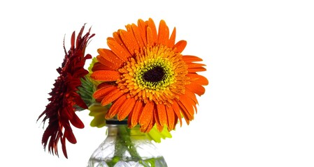 orange flowers
