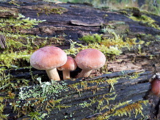 mushrooms and lichen in the forest