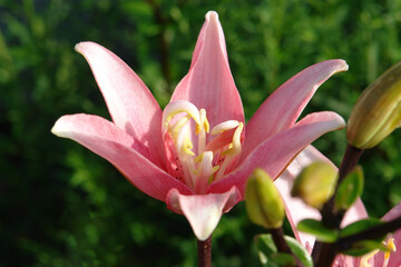 A close up of pink double lily of the 'Candy Blossom' variety (Asiatic hybrid lily) in the garden, natural green background, side view