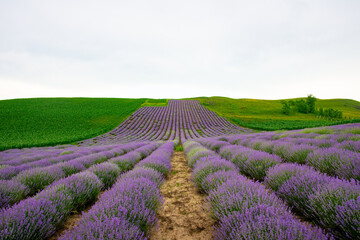 purple lavender on the green plain