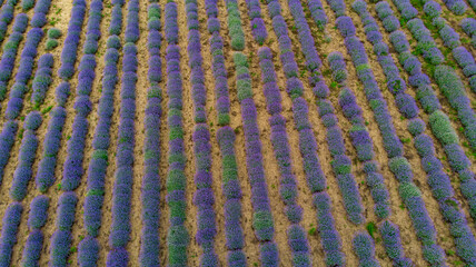 purple lavender on the green plain
