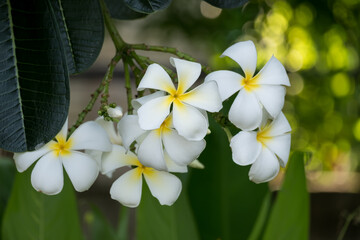 White plumeria flowers Is a tropical flower.