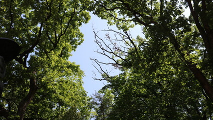 tree in the forest
