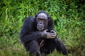 Wild old Chimpanzee with one blind eye