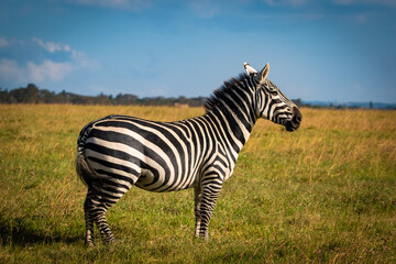 Fototapeta na wymiar zebra in the african savannah watching the sunset