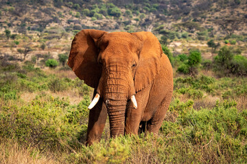 Fototapeta na wymiar Elephant in african savannah