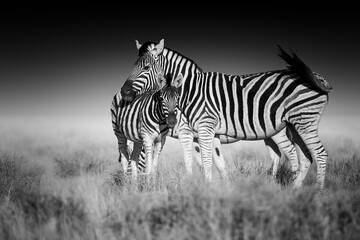 Fototapeta na wymiar Fine art, black and white photo of two Burchell's zebra, Equus quagga burchellii, mother and foal, african animals in savanna against dark background. Etosha, Namibia safari.