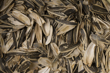Empty shells of sunflower seeds . Close up