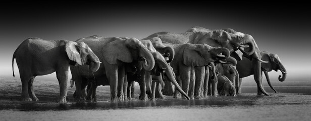 Fine art, black and white, panoramic photo of an african elephants herd against dark background, standing on the bank of river Chobe, drinking water. Botswana safari.