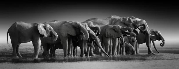 Schilderijen op glas Fine art, black and white, panoramic photo of an african elephants herd against dark background, standing on the bank of river Chobe, drinking water. Botswana safari. © Martin Mecnarowski