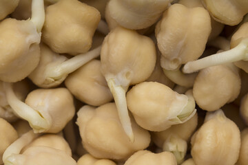Sprouted chickpeas background . Close up . Vegetarianism. Healthy diet concept