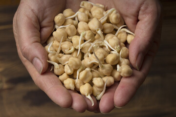 Sprouted chickpeas in woman hands close up . Healthy food concept