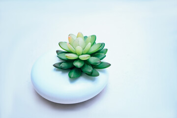 Cactus succulent in white planter on white background
