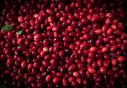 Carunda , Karonda, Karanda, Carissa carandas, Koromcha, Bengal Currants, Christ&rsquo;s thorn, Carandas plum & Crimson fruits , texture and pattern for background