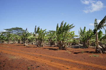 Fototapeta na wymiar hawaii plantation