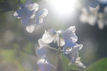 Photo of a blooming Jasmine in the rays of the setting sun