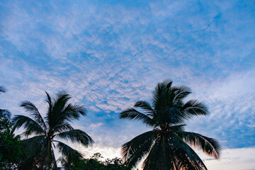 Fototapeta na wymiar Beautiful tropical sunset sky with palm trees