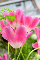 A group of beautiful pink tulips. Tulips in the sun. Beautiful fresh tulips.