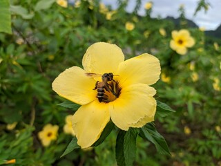 bees looking for damiana flower nectar (Turnera Diffusa)