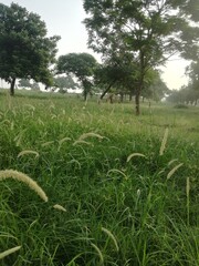 green grass field with trees 