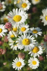 Fototapeta premium Field of daisies, clovers and herbs. Russia, Moscow Region, July.