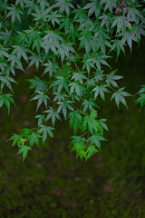 Japanese Marbe (Momiji)
