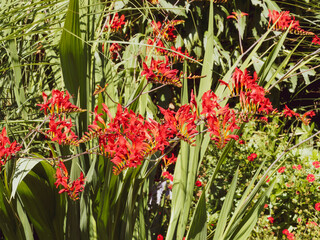 (Crocosmia × crocosmiiflora 'Lucifer') Garten-Montbretie oder botanisch Crocosmiiflora 'Lucifer' mit Blütezeit vom Sommer zum Herbst in einen traubenförmigen Blütenstand gelben und orangeroten Blüten
