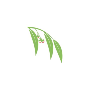eucalyptu leaf vector illustration design