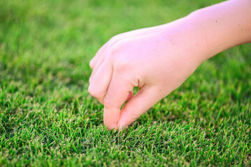 Beautiful green grass. The hand of the child touches the grass. Back to nature, love earth. Environment concept.