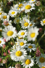 Obraz premium Field of daisies, clovers and herbs. Russia, Moscow Region, July.