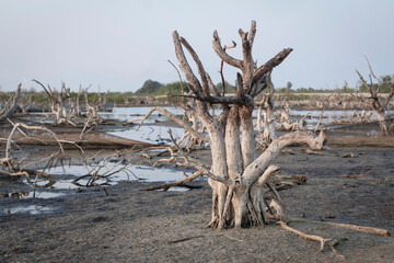 Skeletal of dead tree in lake environment due to drough