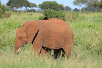 Elefant, Tarangire Nationalpark, Tansania, Februar 2020