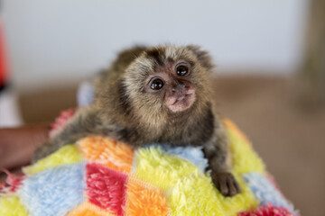 Cute baby monkey.