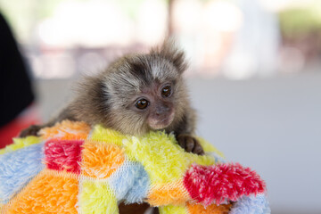 Cute baby monkey.