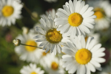 Field of daisies, clovers and herbs. Russia, Moscow Region, July.