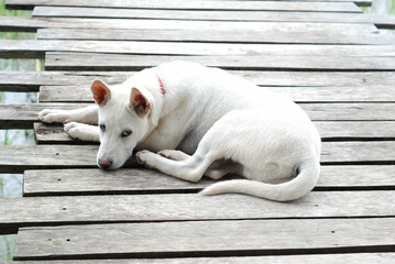 Friendly Dog sleep on the wooden bridge.