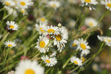 Field of daisies, clovers and herbs. Russia, Moscow Region, July.