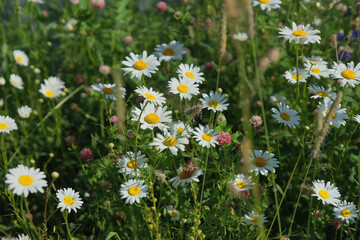 Field of daisies, clovers and herbs. Russia, Moscow Region, July.