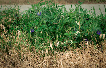 contrast view of dry dead grass and fresh green Butterfly pea, after  herbicide spray . for background