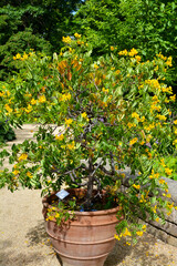 Zweige und goldgelbe Blüten von Cassia Senna, Pflanze im Botanischen Garten in Gütersloh, 
Gelbe Cassia-Blume