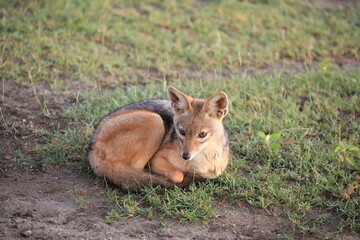 Ndutu Nationalpark, Tansania, Februar 2020