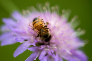 bee perching on a field scabious