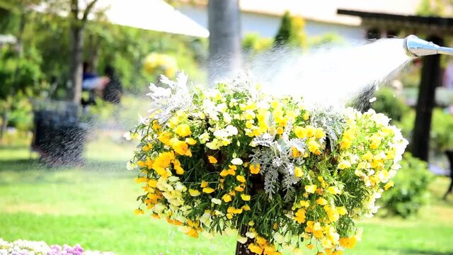 猛暑に水を撒かれて花はとても生き生きしている印象