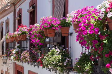 typical pots with fusia flowers hanging on the balconies, Cordoba. Spain