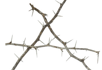 isolated  thorn branch triangle frame on white background , clipping path