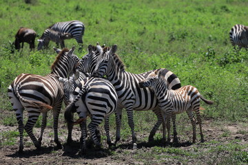 Ndutu Nationalpark, Tansania, Februar 2020