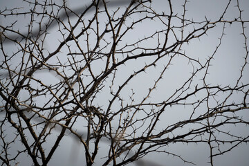 Fototapeta na wymiar frame of thorns branch on cloudy sky background with copy space