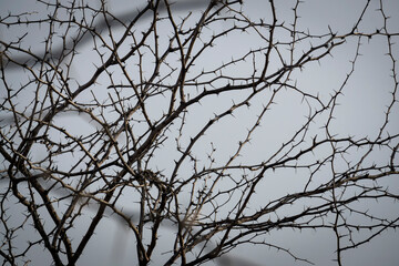 frame of thorns branch on cloudy sky background  with copy space