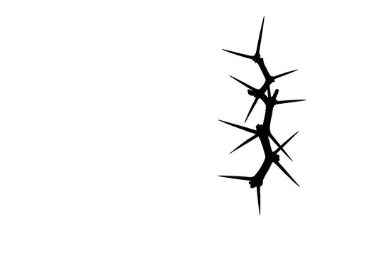 silhouette  black prickle thorn branch frame on white background , copy space , clipping path