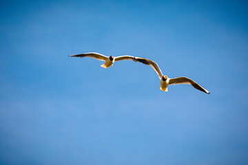 seagull in the blue sky